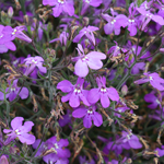 Lobelia Africo Lavender